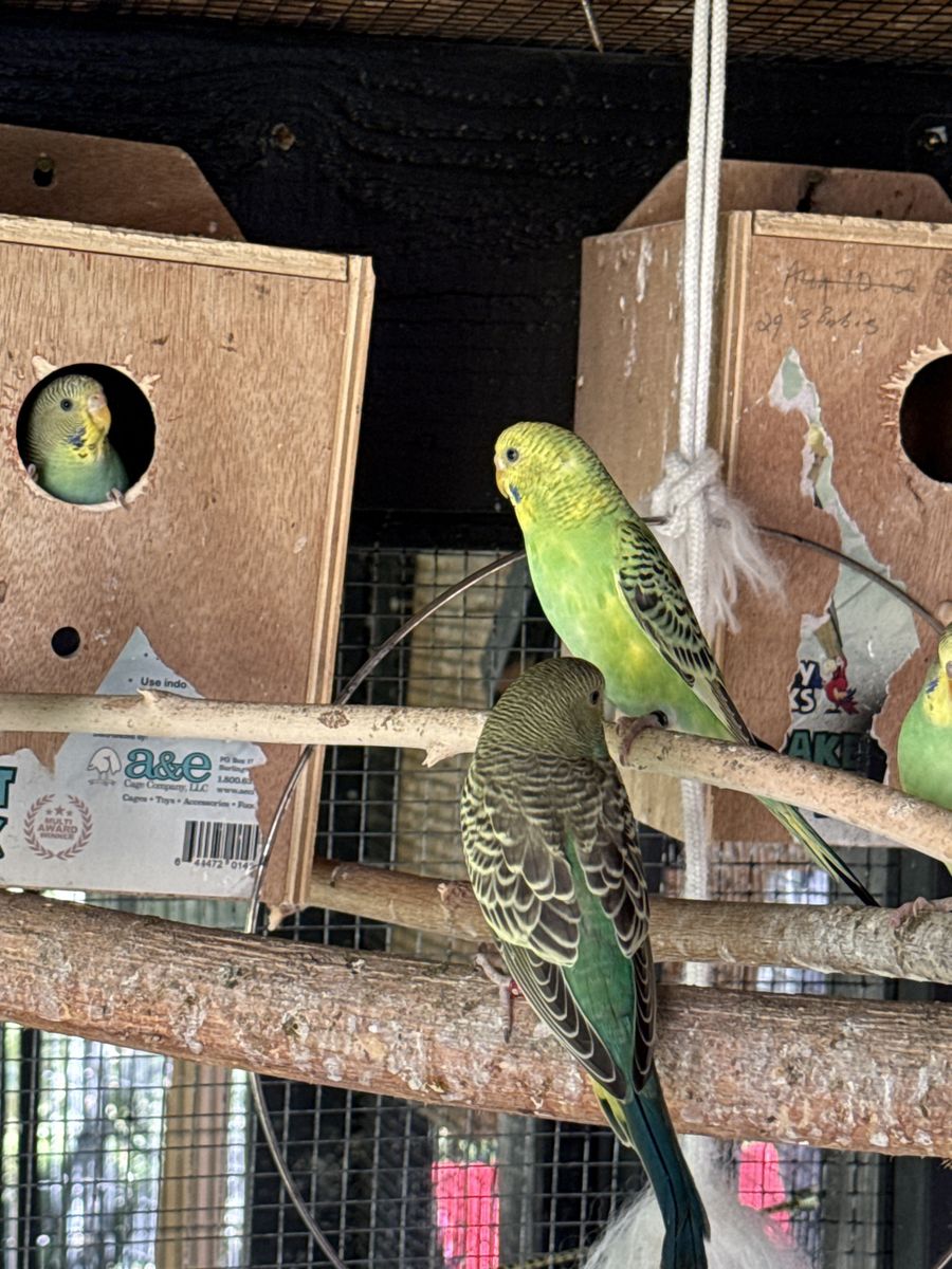 Parakeet’s