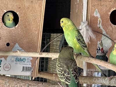Parakeet’s