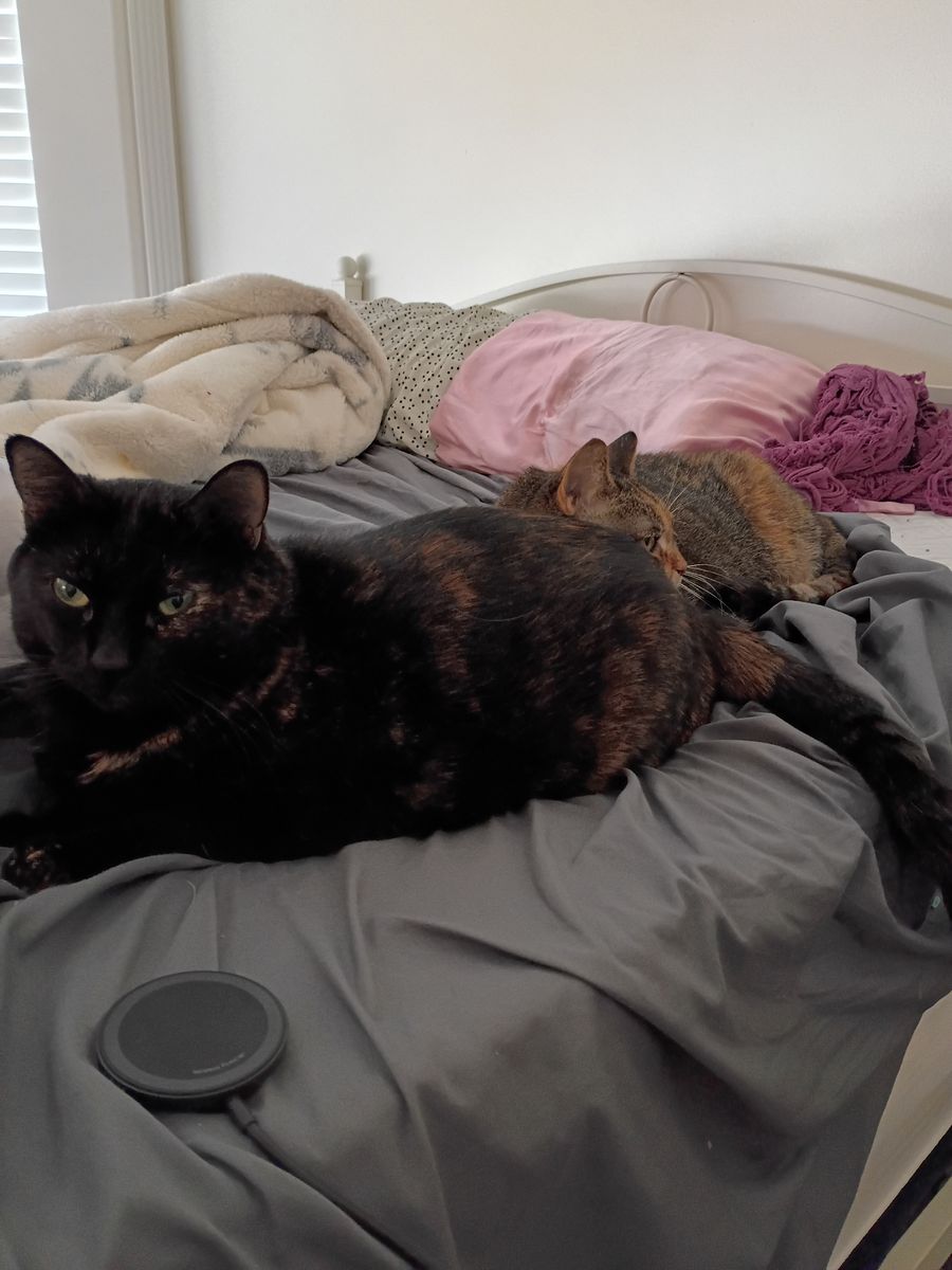 Free Fixed Female Tortoiseshell Cat - Seeking Loving Home