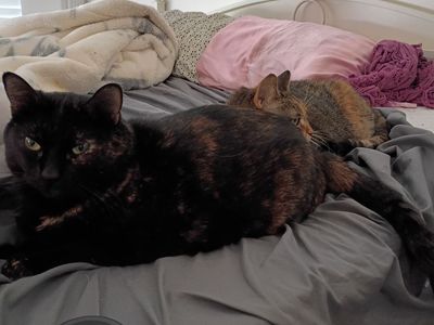 Free Fixed Female Tortoiseshell Cat - Seeking Loving Home