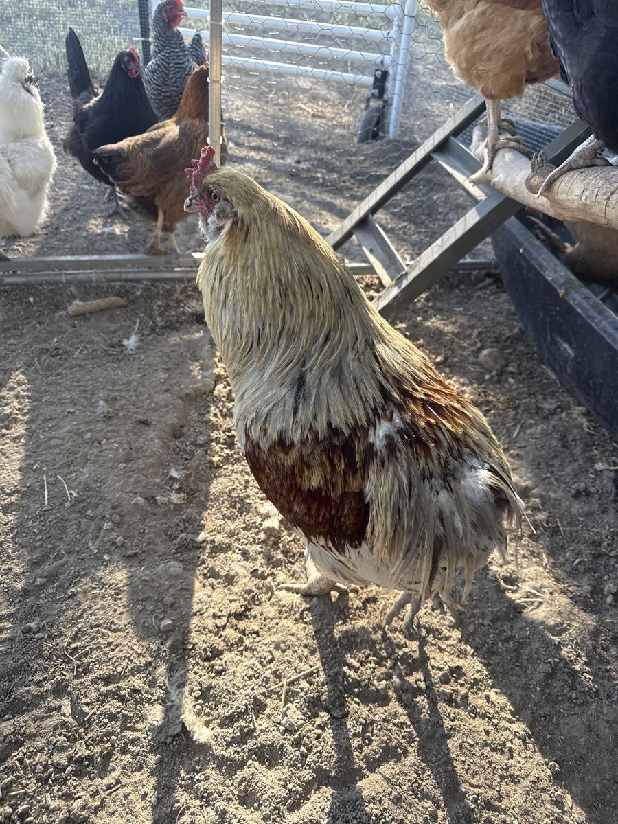 Free rooster