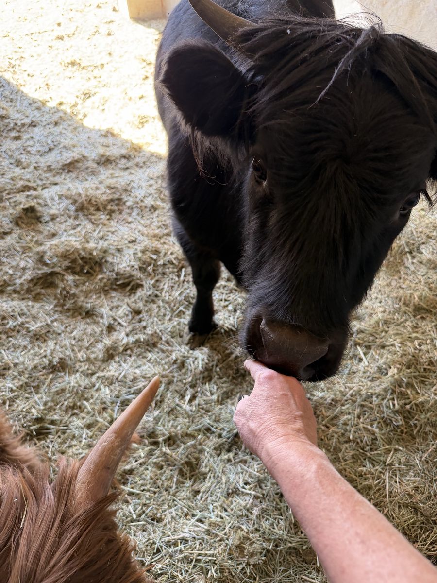 Friendly One-Year Old Black Highland Heifer