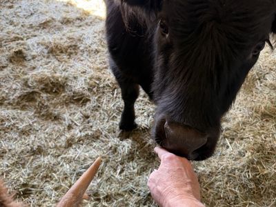 Friendly One-Year Old Black Highland Heifer