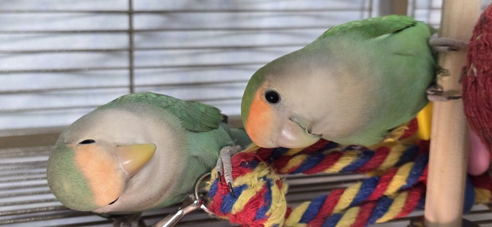 Lovebird bonded pair