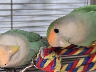 Lovebird bonded pair