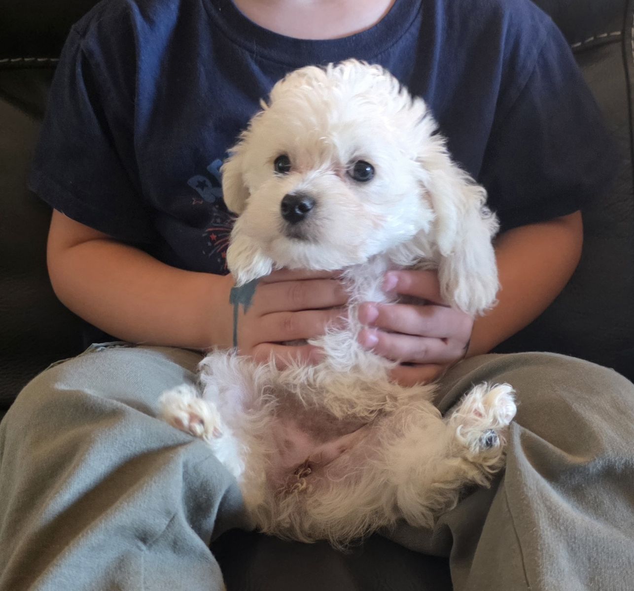 Adorable Hypoallergenic Yorkiepoo Puppies - Great with Kids & Pets! First Vaccines & Wormed