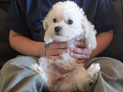 Adorable Hypoallergenic Yorkiepoo Puppies - Great with Kids & Pets! First Vaccines & Wormed