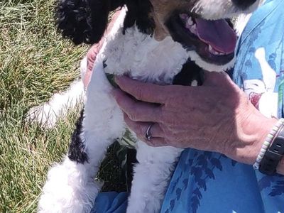 AKC Standard Poodle Puppies $500