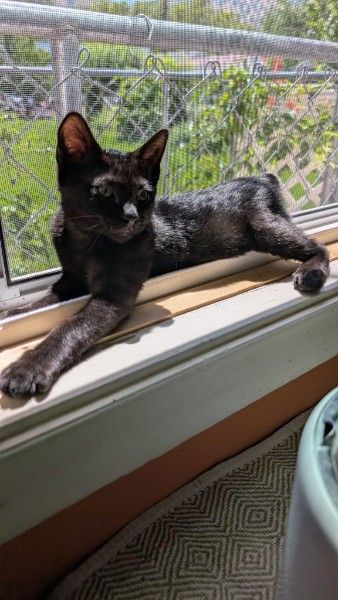 12 Week Old Kitten Looking for Home