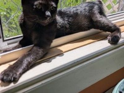 12 Week Old Kitten Looking for Home