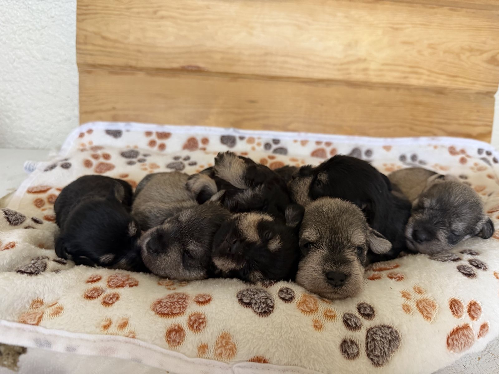 AKC Mini Schnauzer puppies