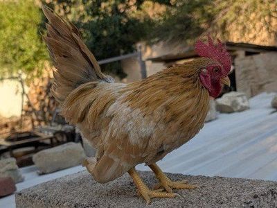 Serama chicken rooster