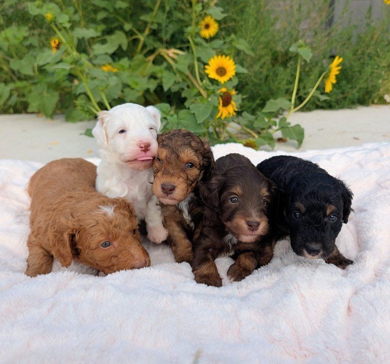 Stunning Mini Labradoodle Puppies (like Goldendoodle), Health Tested Parents
