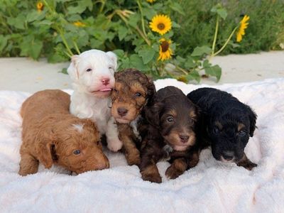 Stunning Mini Labradoodle Puppies (like Goldendoodle), Health Tested Parents