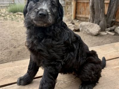 F1 Adorable Goldendoodle Puppies: 4 Girls Available - Ready for Their Forever Homes!