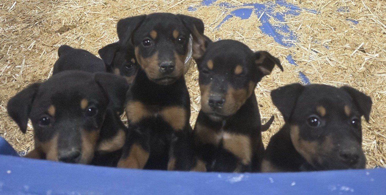 Adorable Doberman/mixed breed puppies