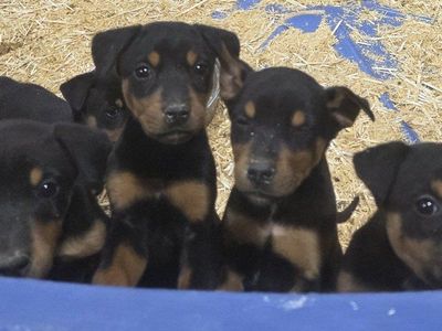 Adorable Doberman/mixed breed puppies