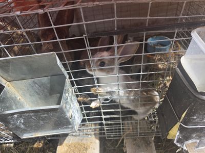 Meat rabbits