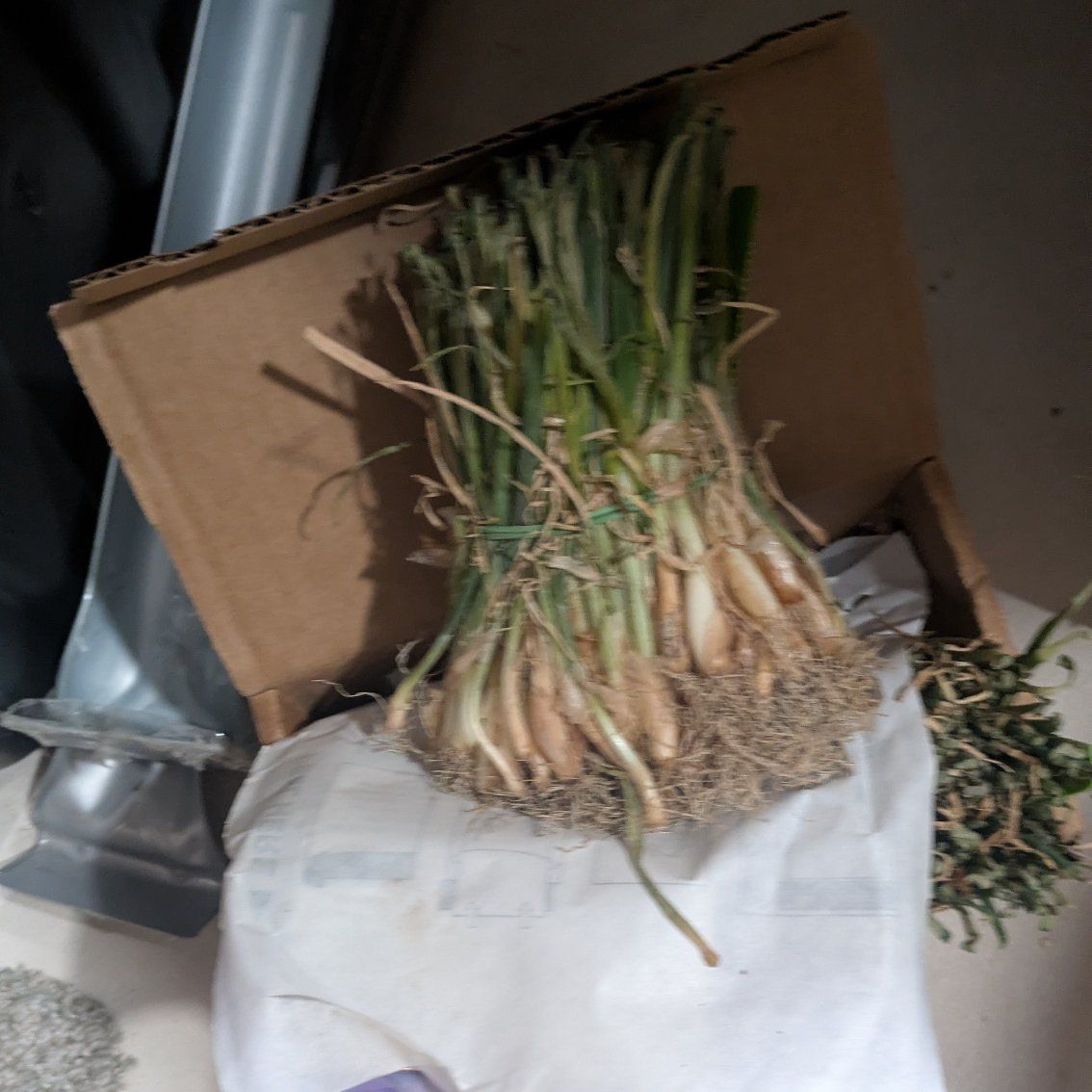 Onion sets - Dixondale Candy