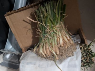 Onion sets - Dixondale Candy