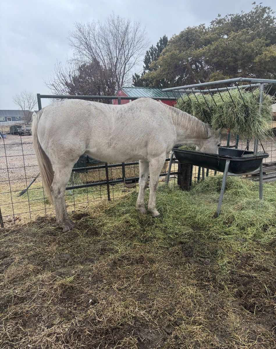9 Year Old Gelding