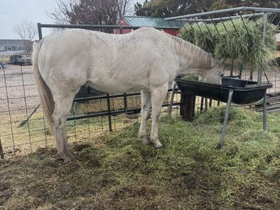 9 Year Old Gelding