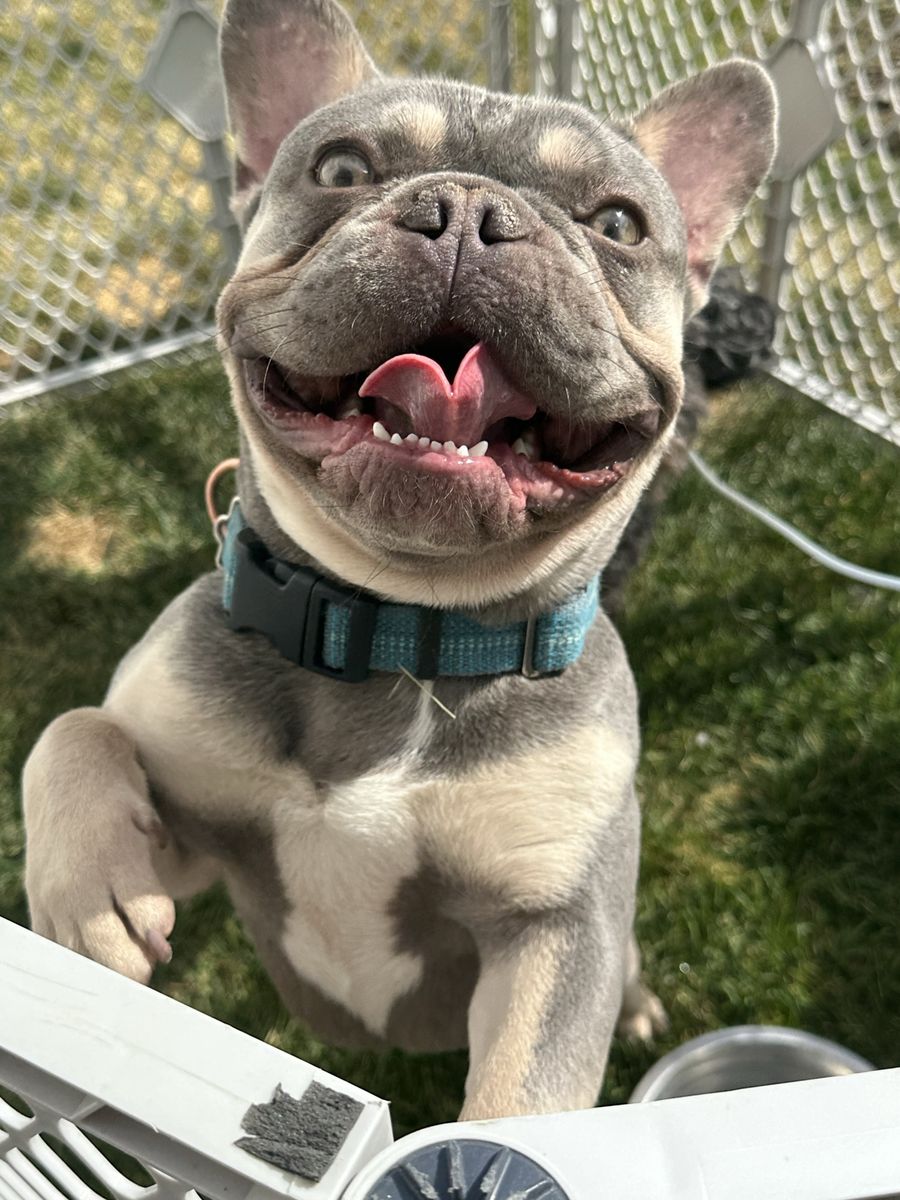 AKC STUD service French Bulldog Lilac & Cream