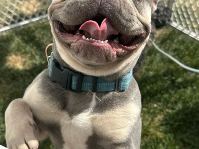AKC STUD service French Bulldog Lilac & Cream