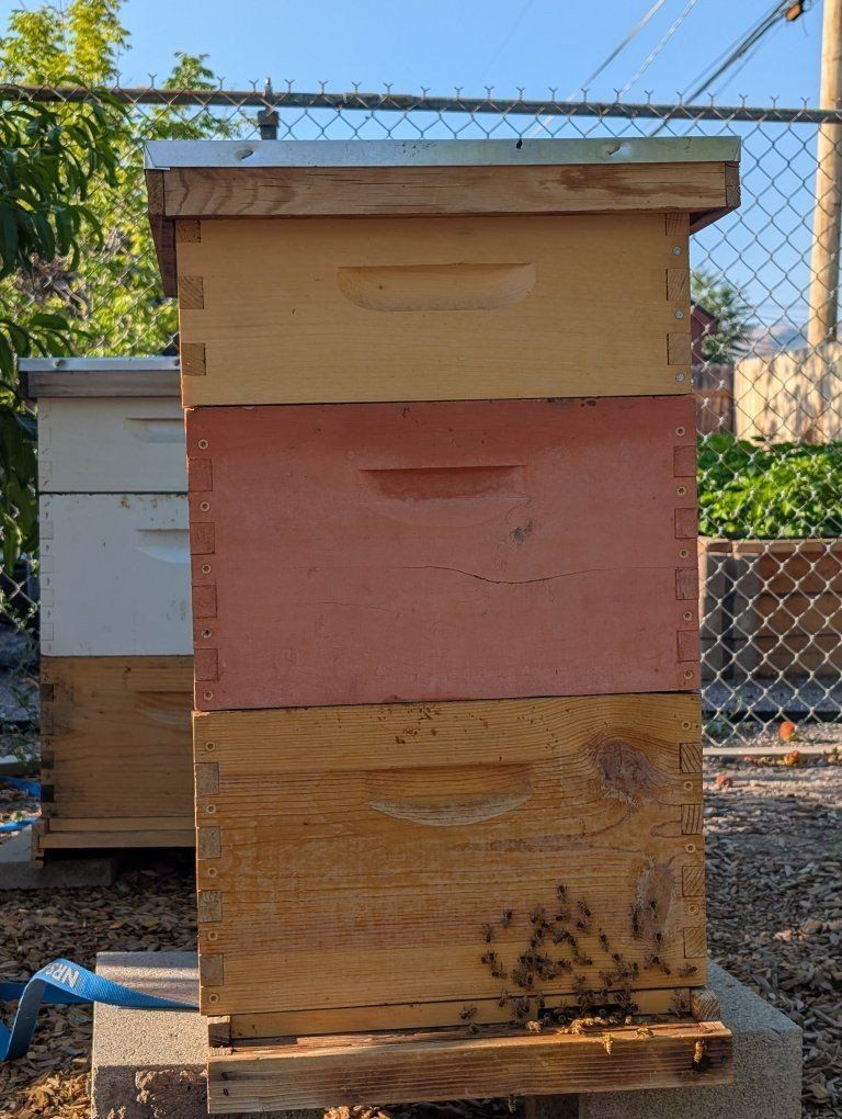 Two young hives, complete beekeeping equipment
