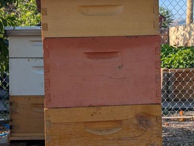 Two young hives, complete beekeeping equipment