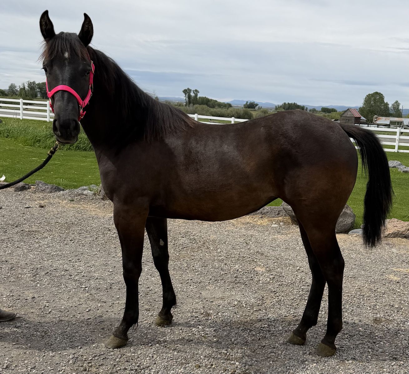 2025 Grade Black Filly "Ella"