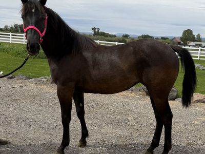 2025 Grade Black Filly "Ella"