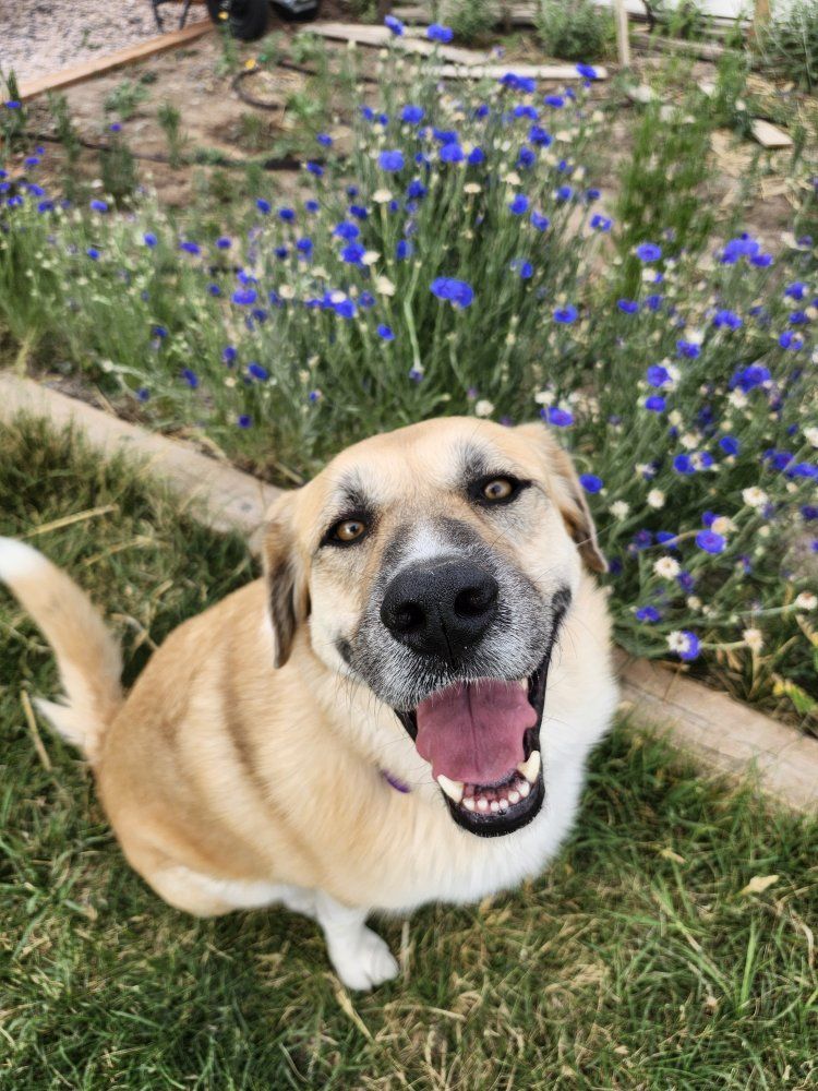 Rescue dog looking for a home