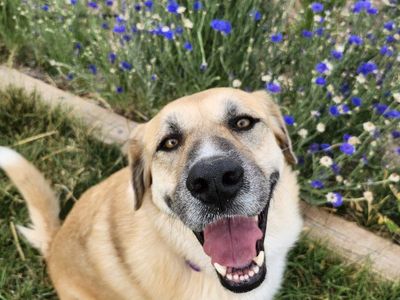 Rescue dog looking for a home