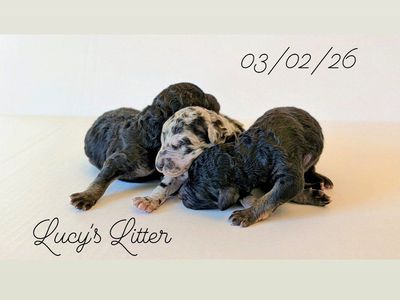 CKC Moyen Poodle Puppies *Like Bernedoodle