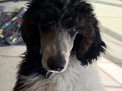 Standard poodles