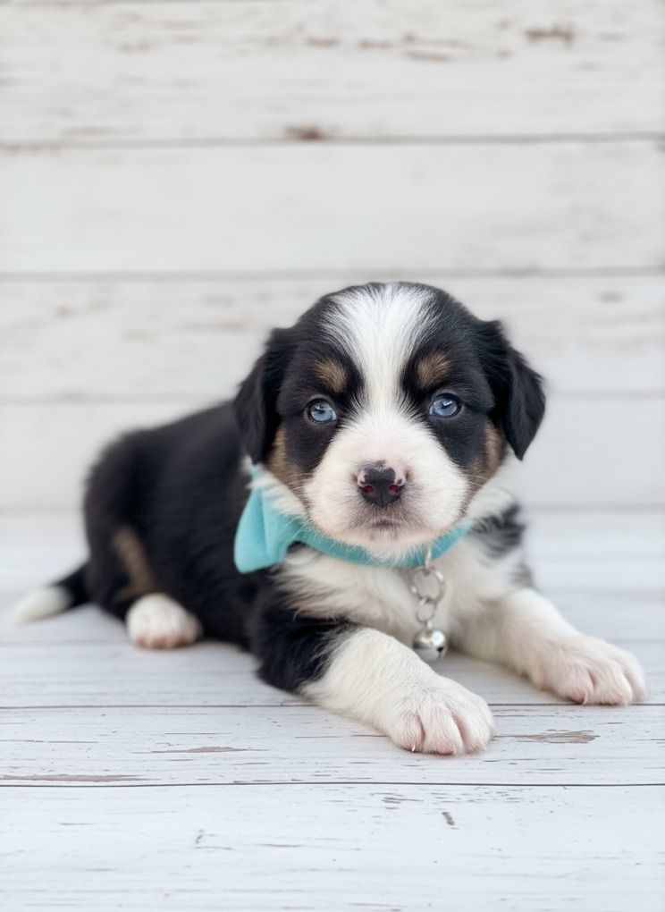 BLUE EYES!!! RARE!!! Cavalier Toy Aussie Puppies