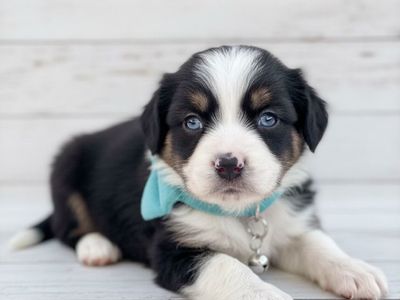 BLUE EYES!!! RARE!!! Cavalier Toy Aussie Puppies
