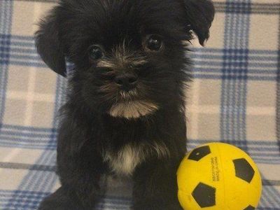 SO CUTE! Tiny Shorkie Puppies!