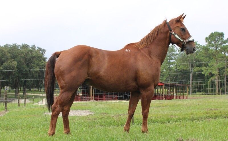 Otis 7 Year Old Grade Sorrel Gelding Horse