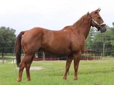 Otis 7 Year Old Grade Sorrel Gelding Horse