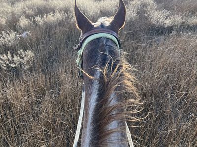 ISO Older Horse For Beginner Rider