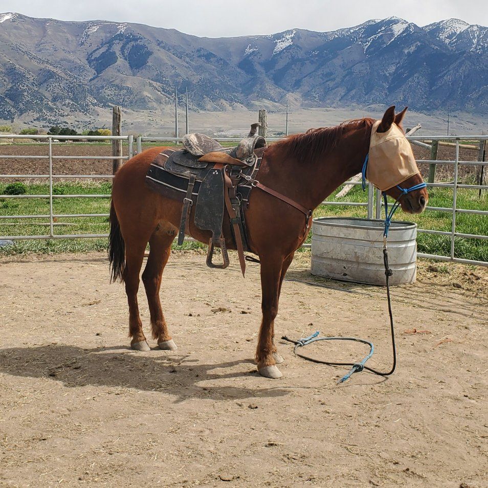 4 yr old Gelding