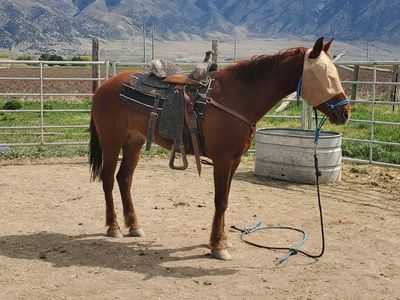 4 yr old Gelding