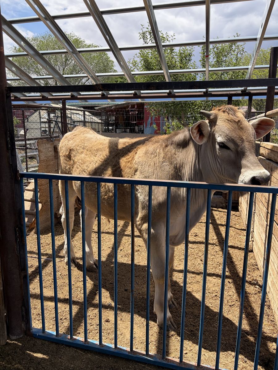 Angus/ brown Swiss steer