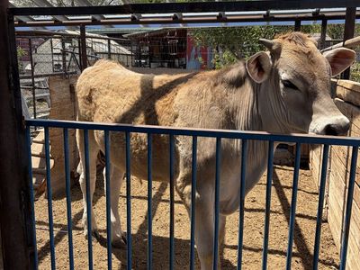 Angus/ brown Swiss steer