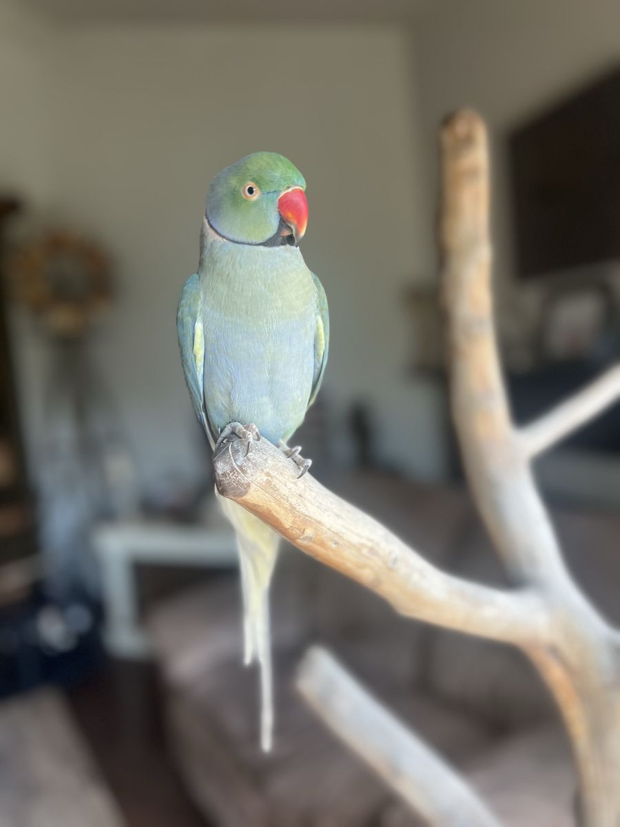 Indian Ringneck