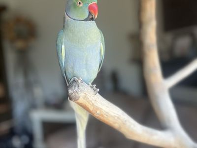 Indian Ringneck