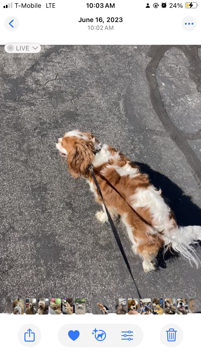 Bonded Pair of Purebred Blenheim Cavalier King Charles Spaniels – Mother & Daughter