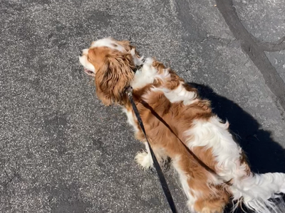 Bonded Pair of Purebred Blenheim Cavalier King Charles Spaniels – Mother & Daughter